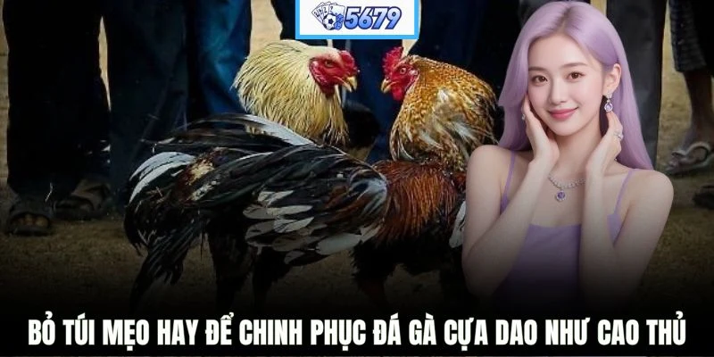 Bỏ túi mẹo hay để chinh phục đá gà cựa dao như cao thủ