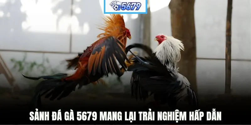 Sảnh đá gà 5679 mang lại trải nghiệm hấp dẫn